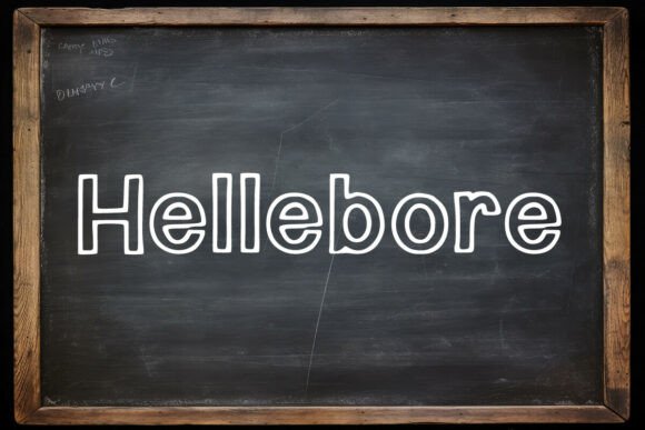 Hellebore Font for Creative Projects